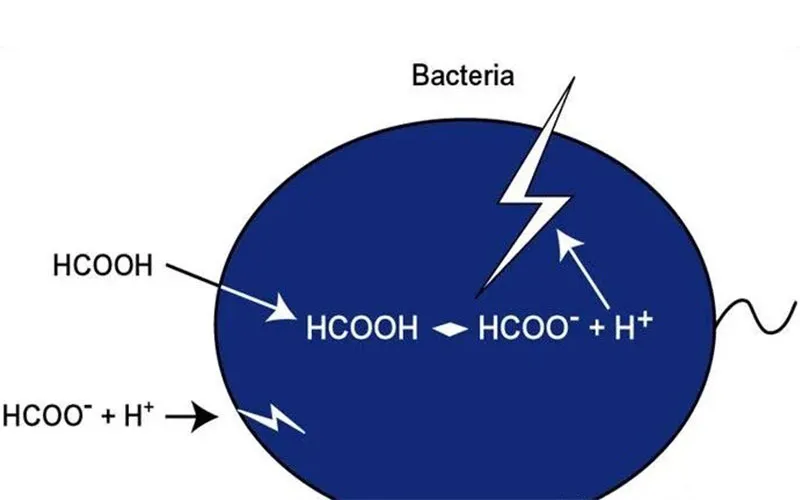 Рисунок 1: Влияние органических кислот на грамотрицательные бактериальные клетки (на примере формиата калия)